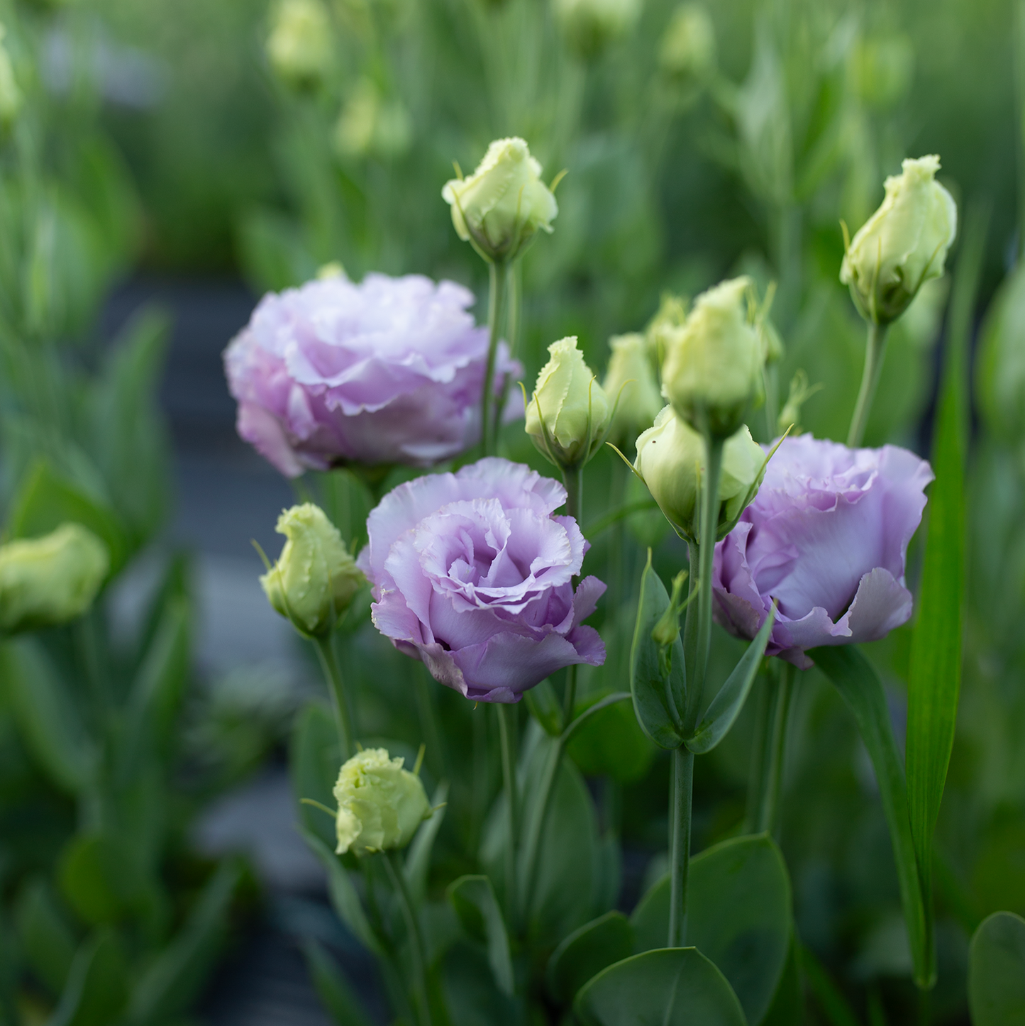 Lisianthus Grape
