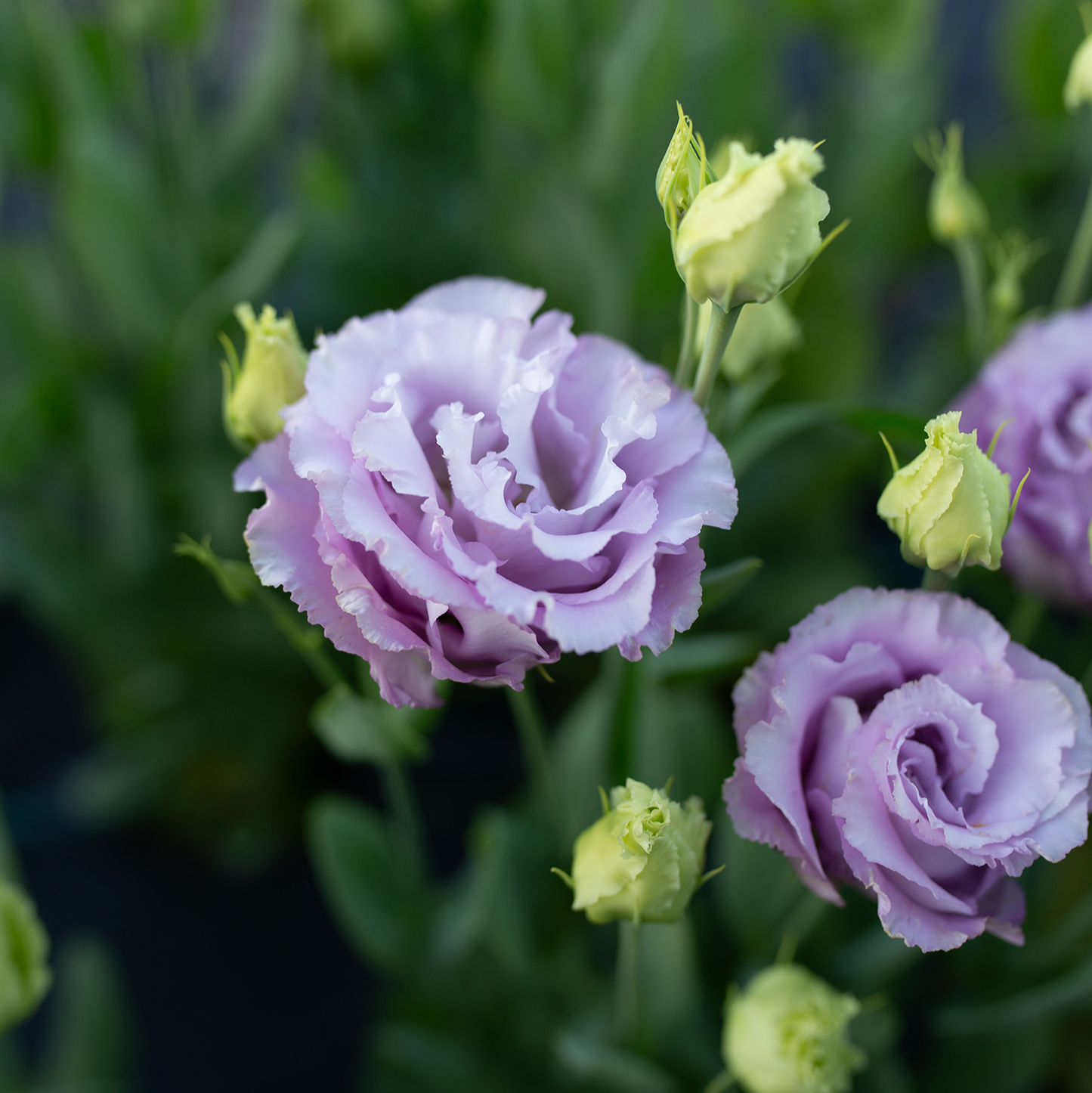 Lisianthus Grape