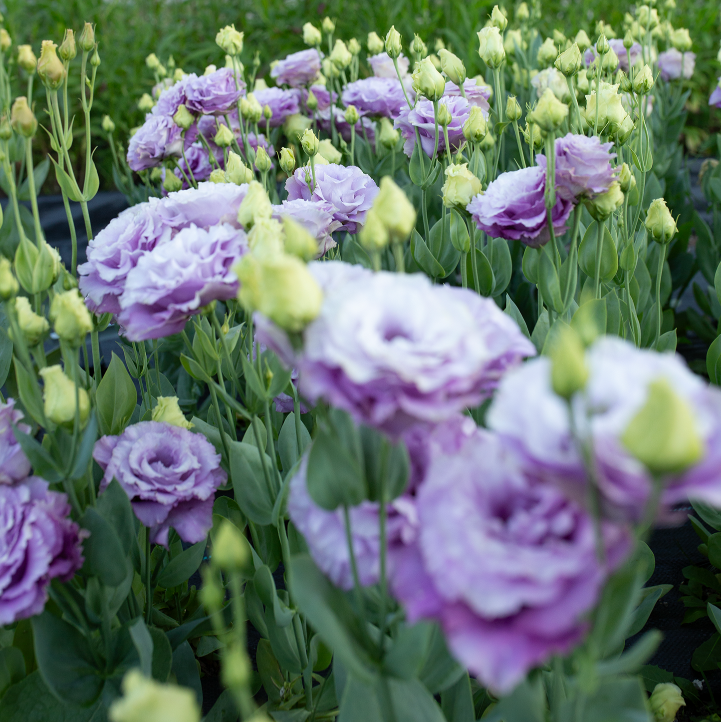 Lisianthus Grape