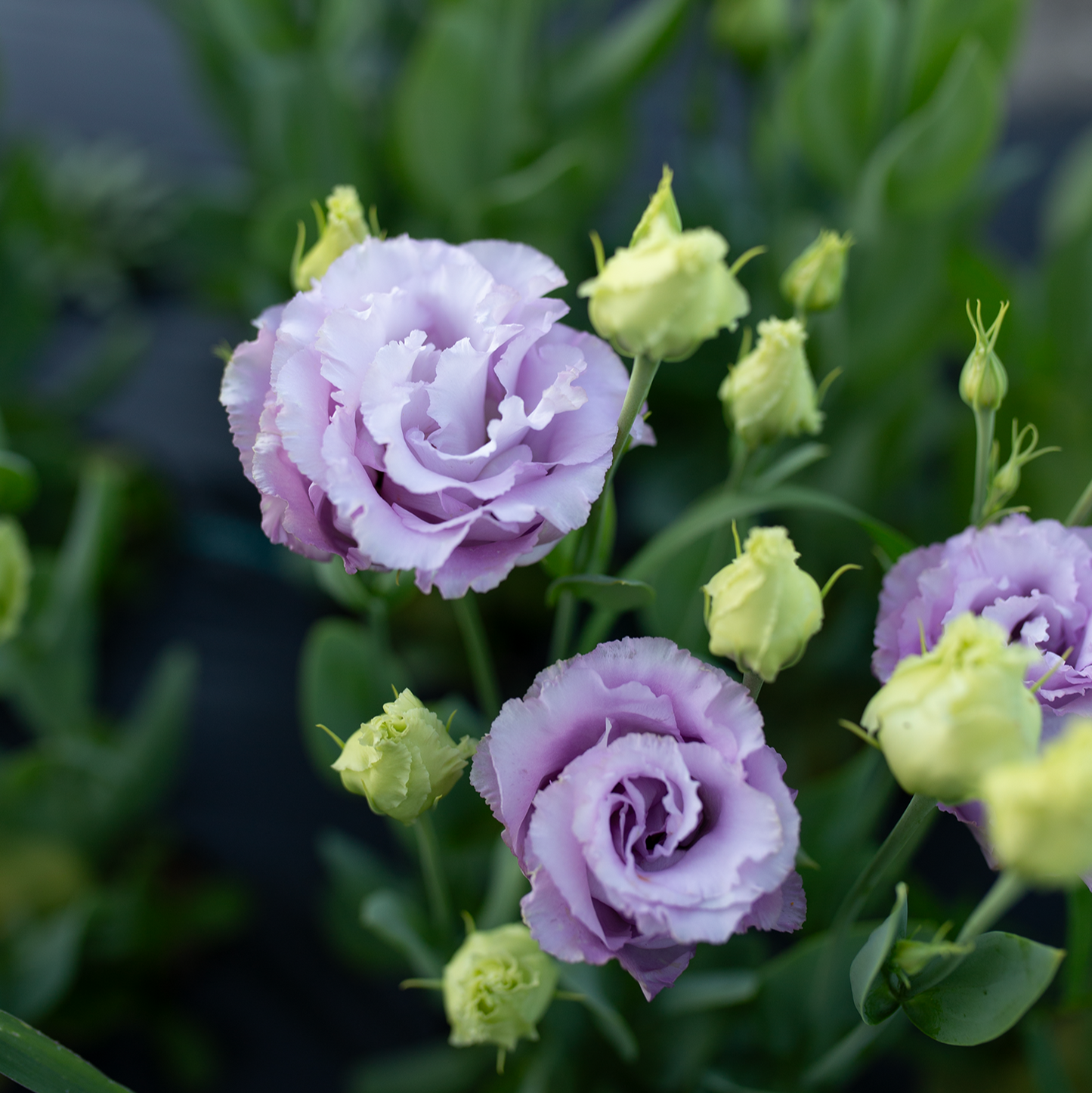 Lisianthus Grape