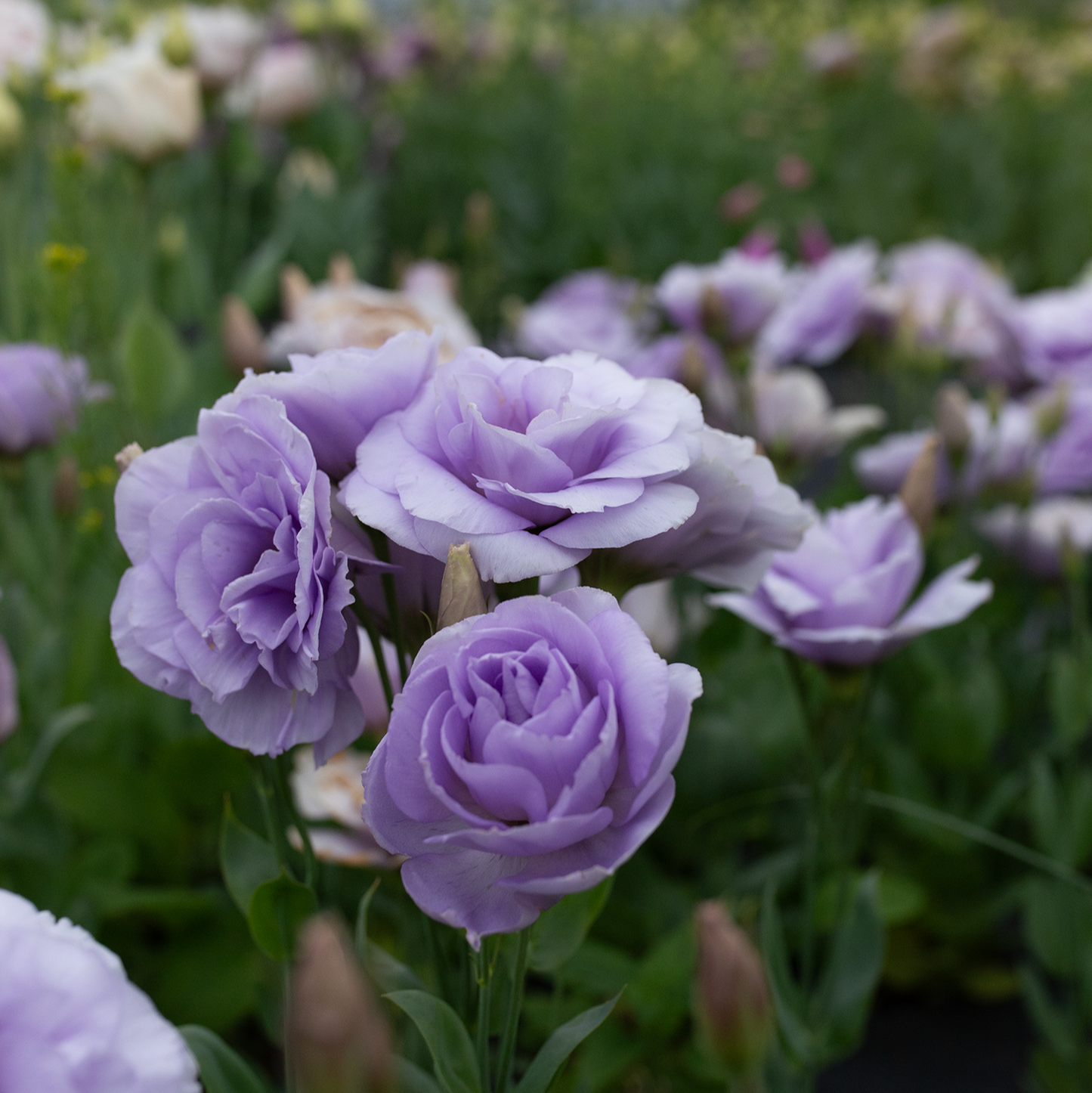 Lisianthus Lavender