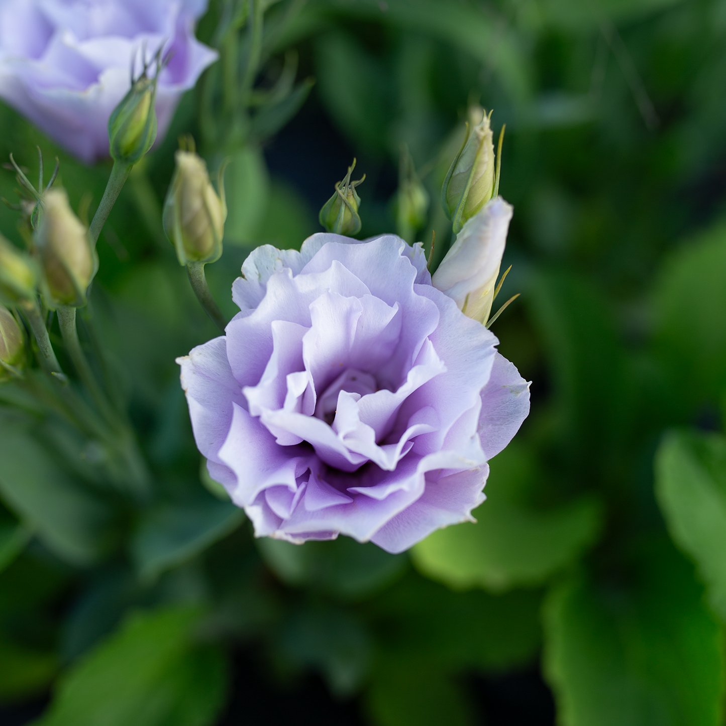 Lisianthus Lavender