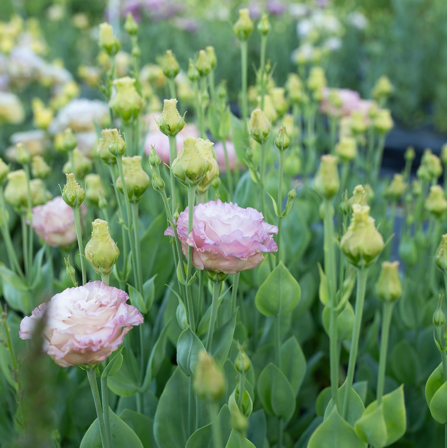 Lisianthus Aurora Pink