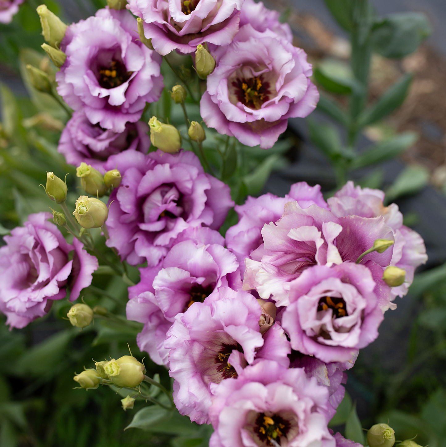 Lisianthus Wine