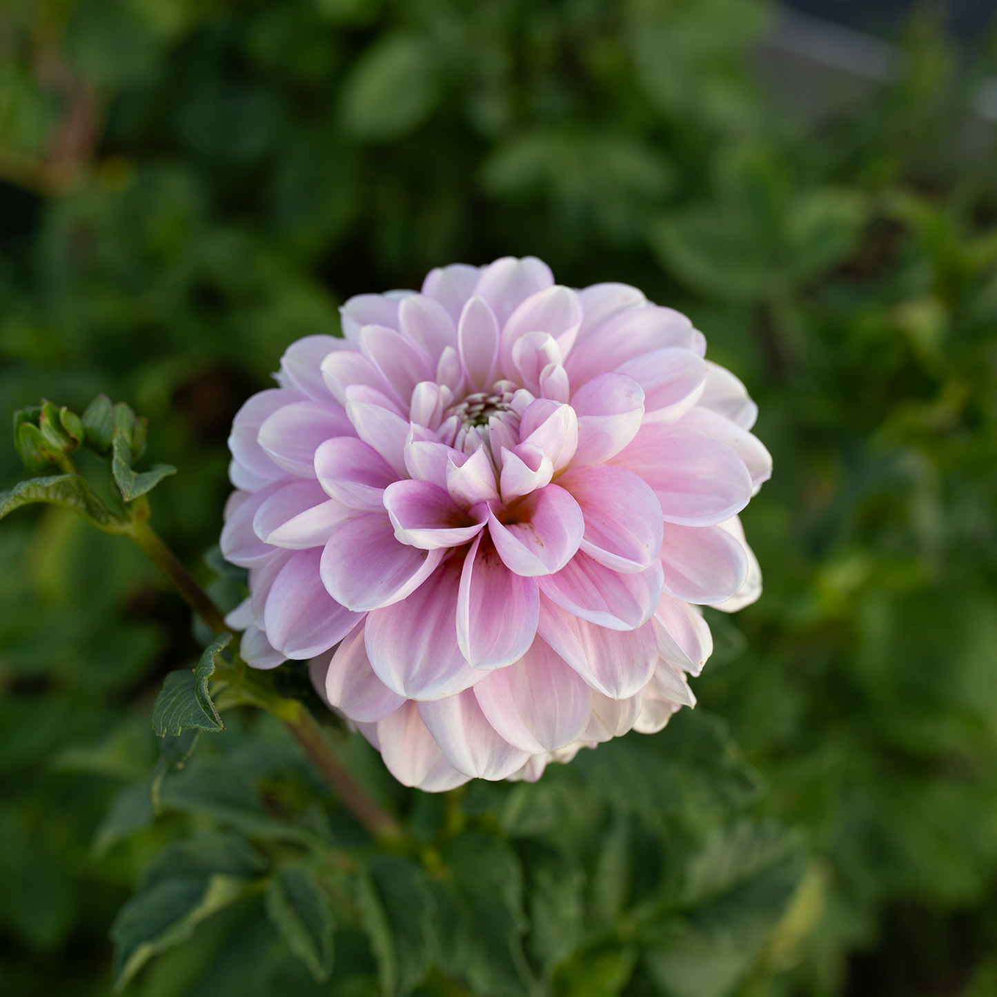 Dahlia 'Marionberry Milkshake'