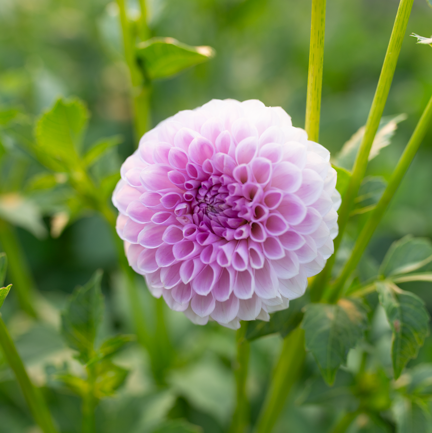 Dahlia 'Megan Dean'