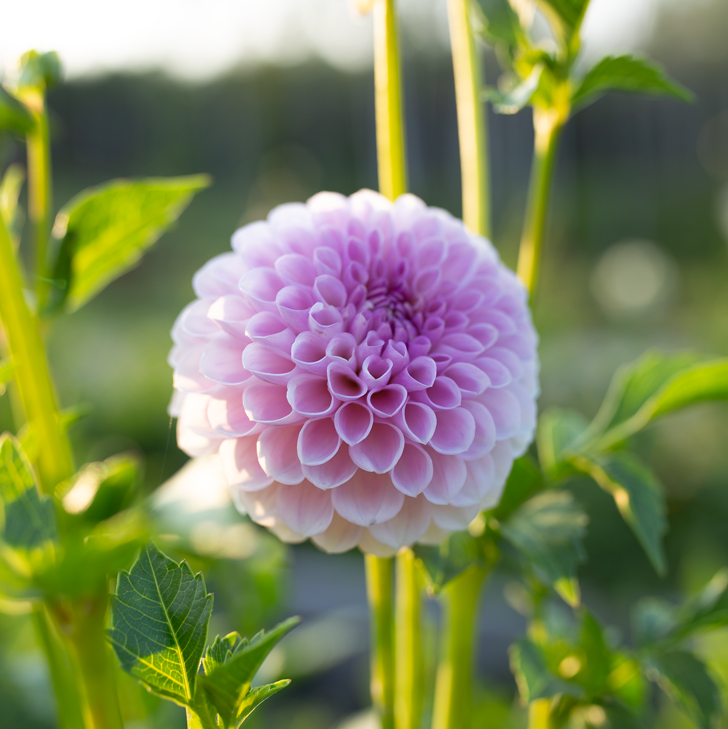 Dahlia 'Megan Dean'