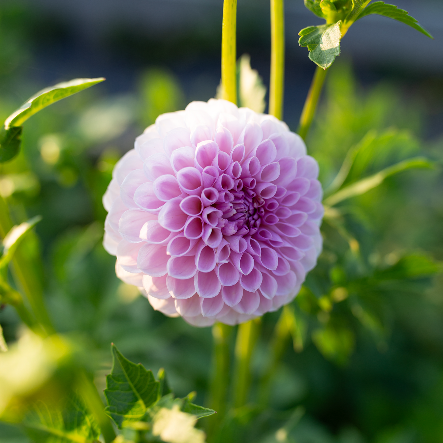 Dahlia 'Megan Dean'