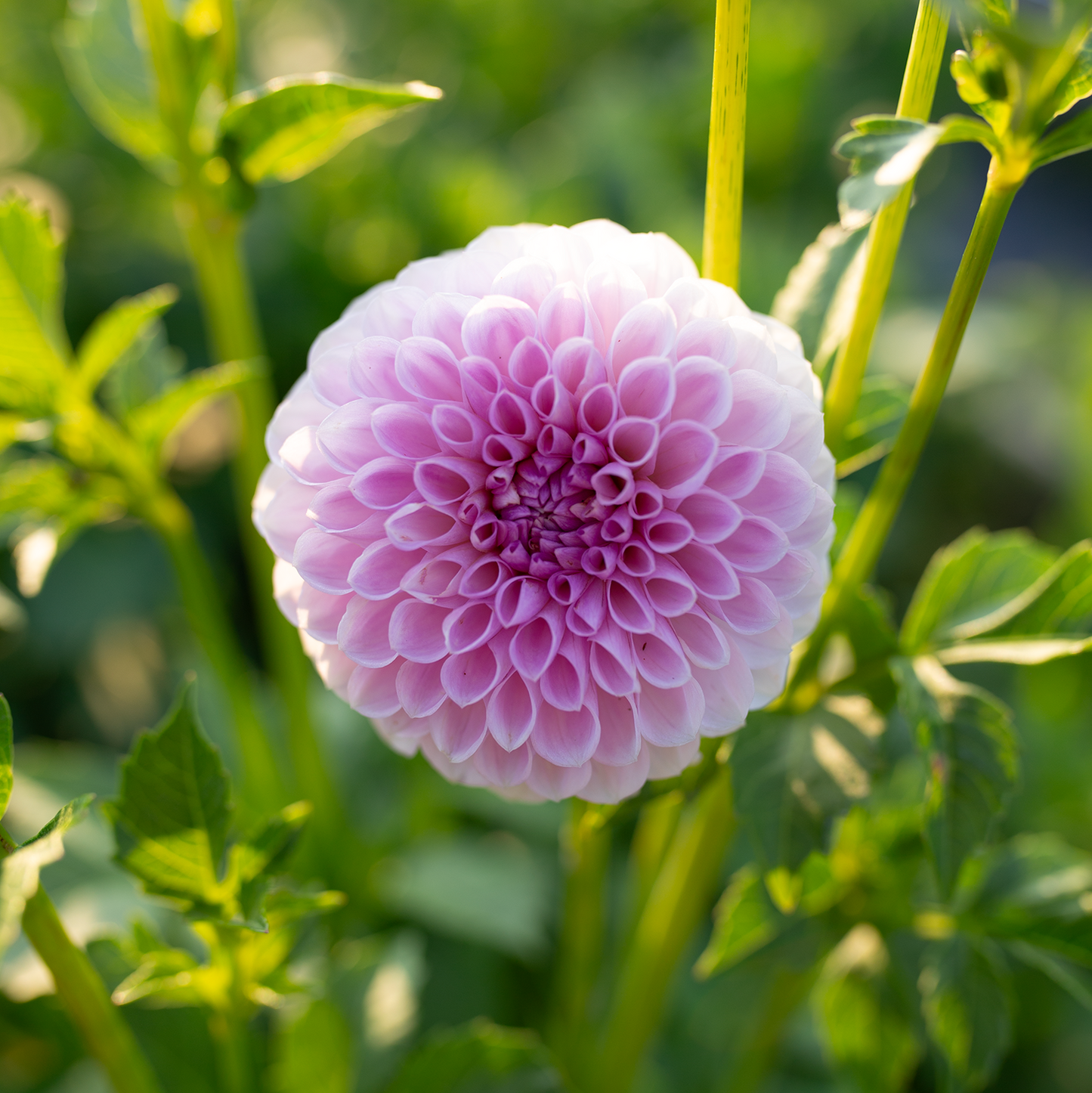 Dahlia 'Megan Dean'