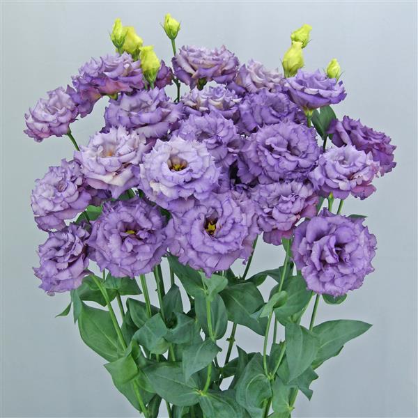 Lisianthus Metallic Blue