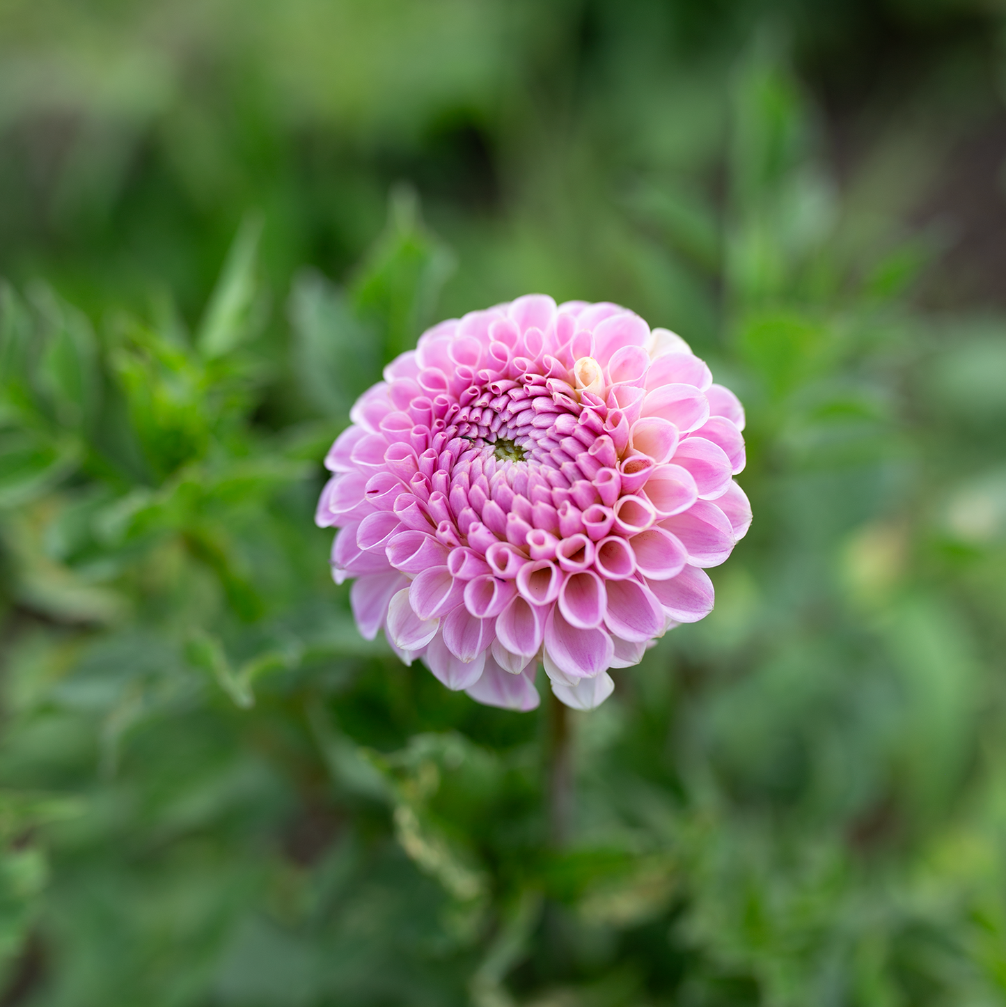 Dahlia 'Odyssey'