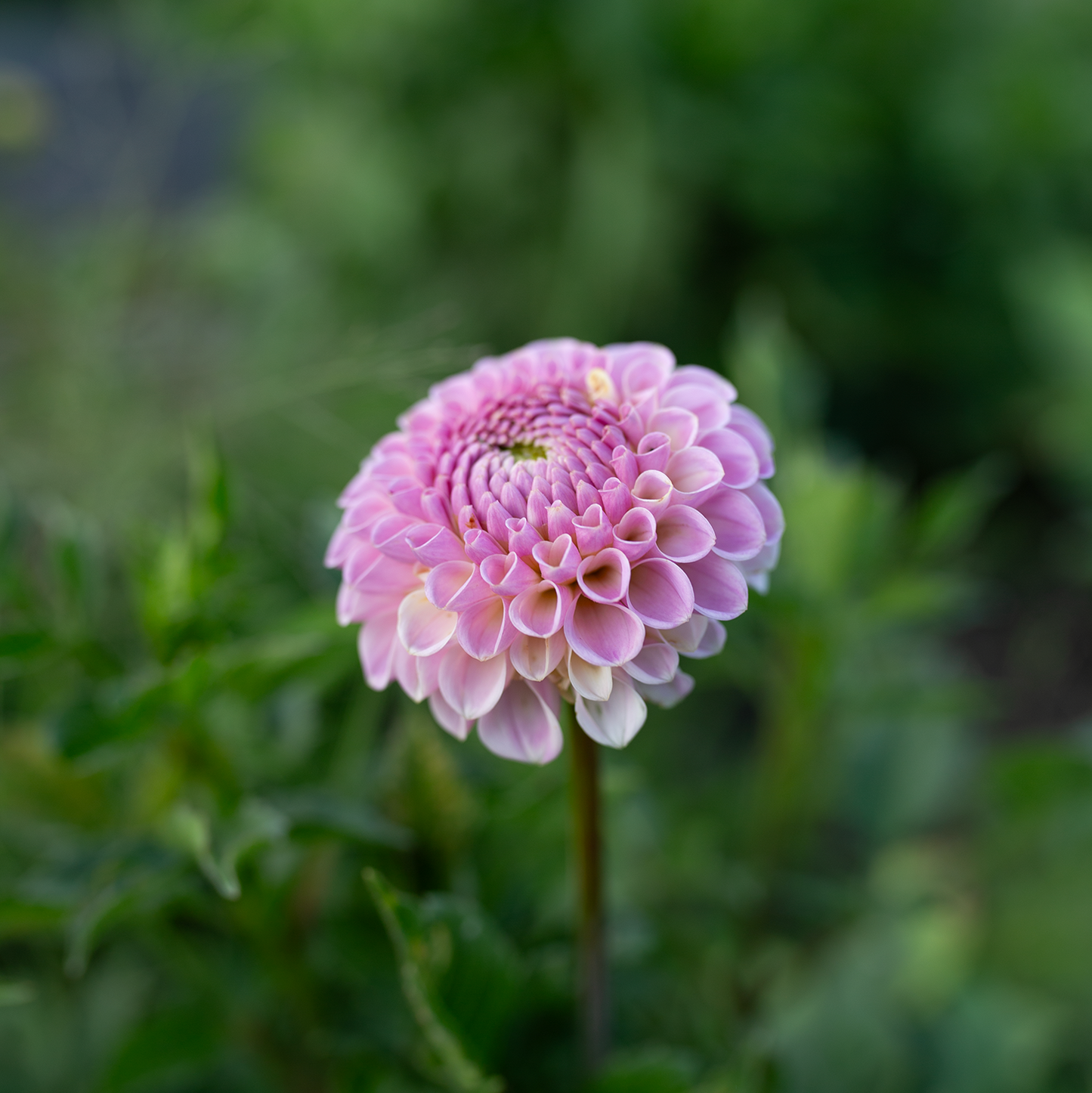 Dahlia 'Odyssey'