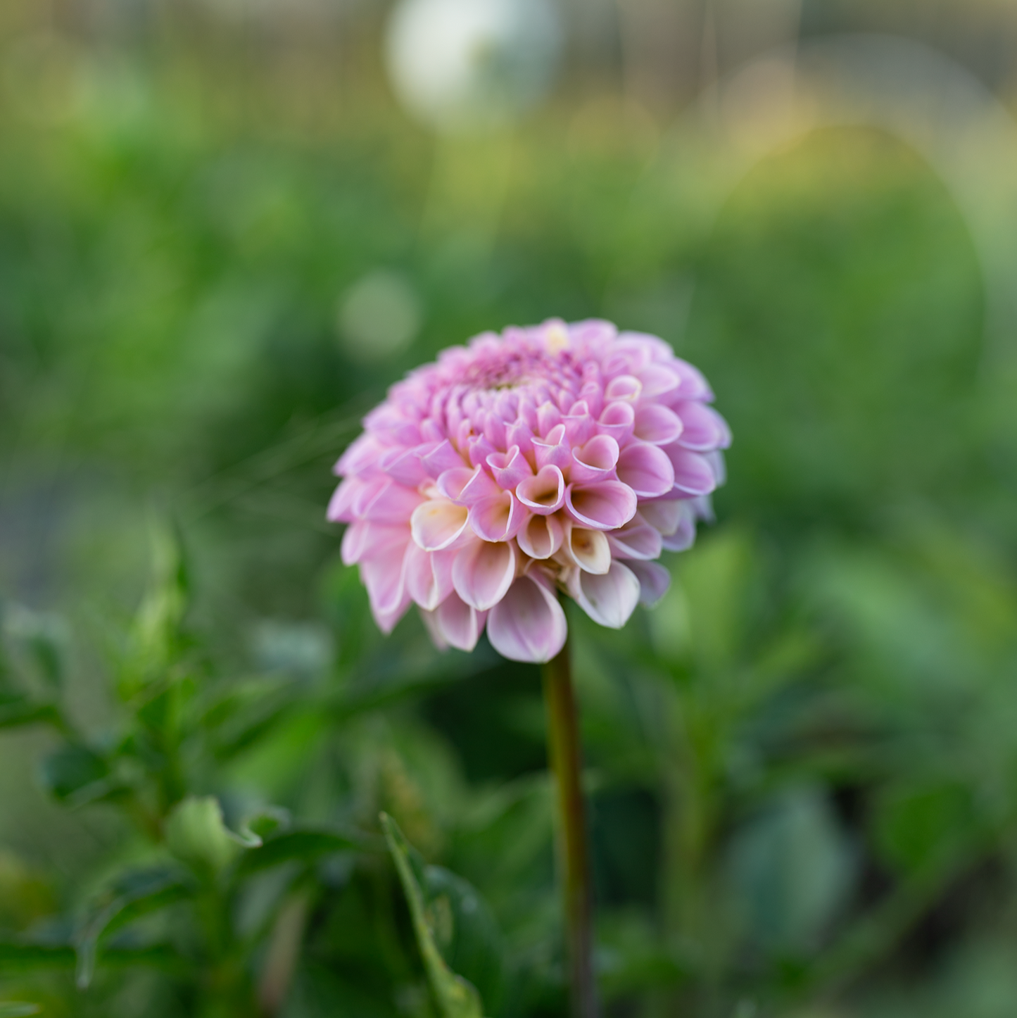 Dahlia 'Odyssey'