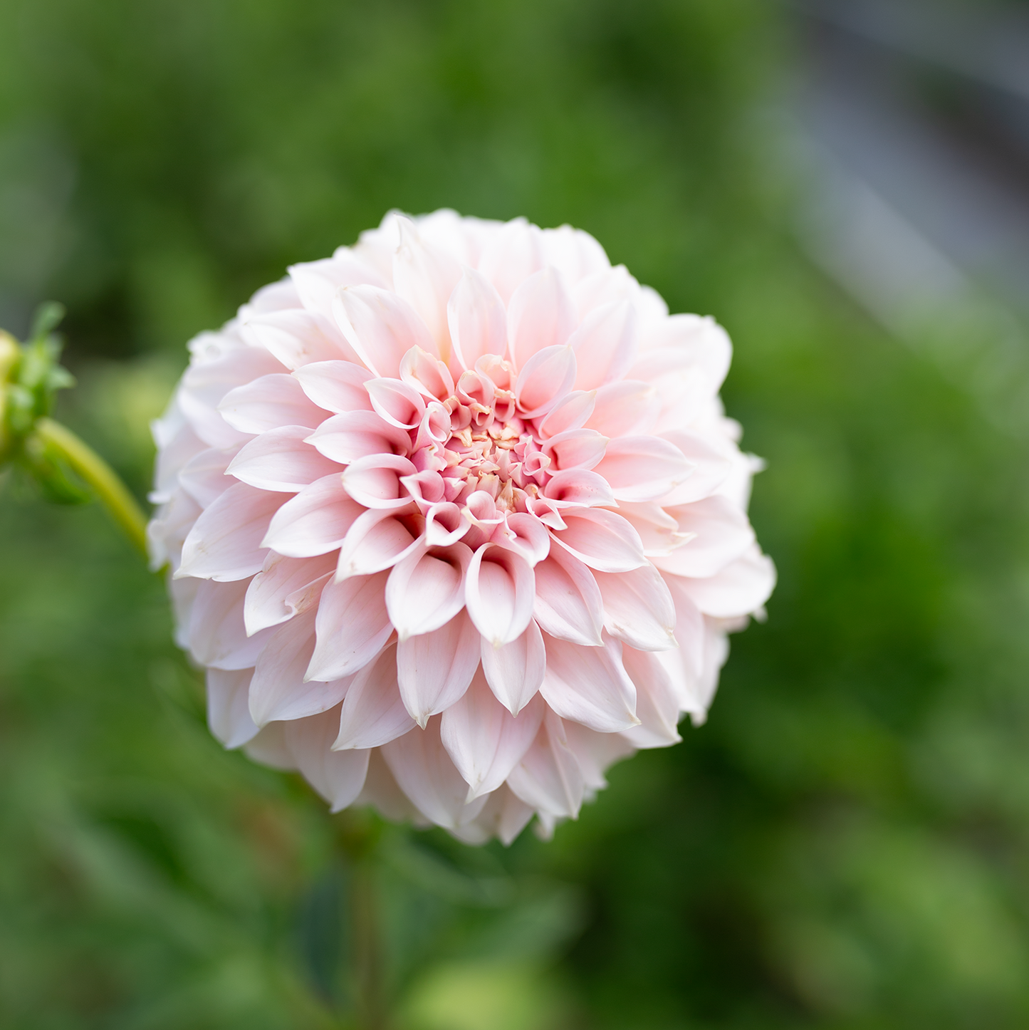 Dahlia 'Peaches n' Cream'