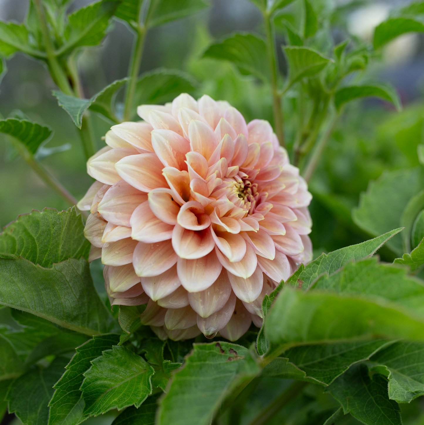 Dahlia 'Peachy Parade'