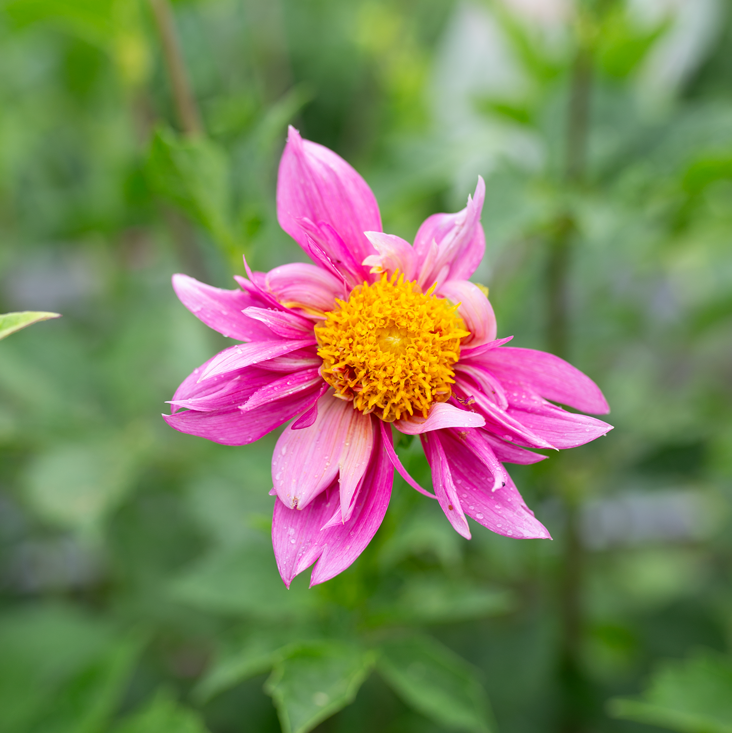 Dahlia 'Petal Spells'