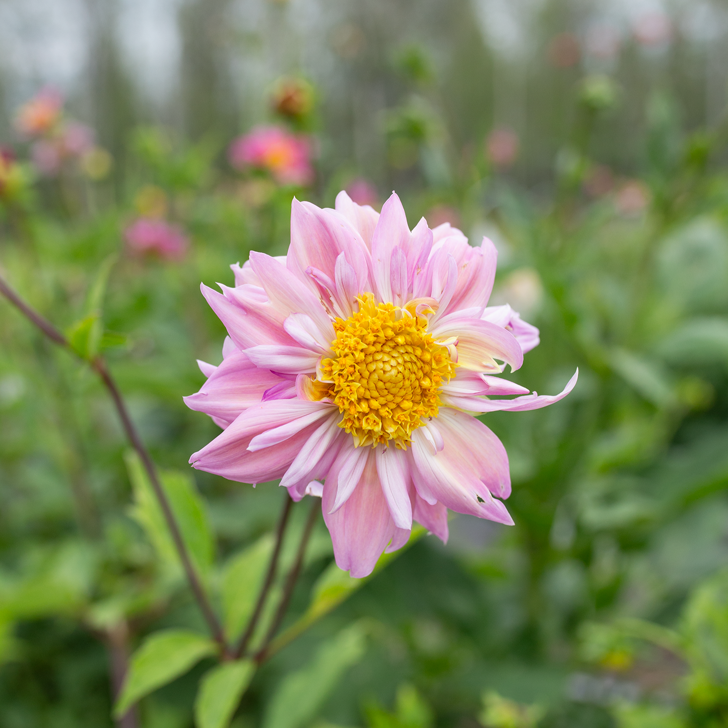 Dahlia 'Petal Spells'