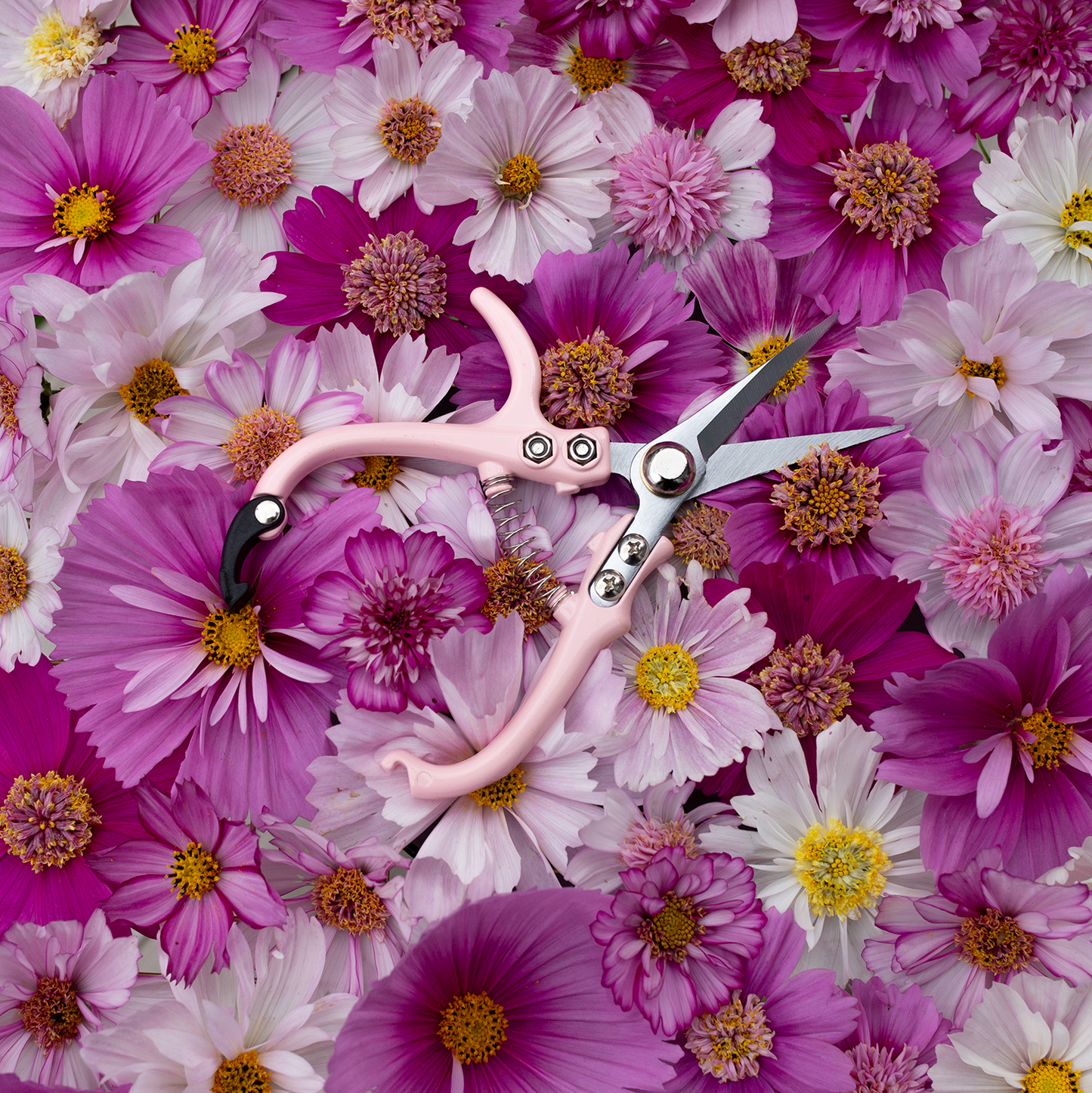 Flower Snips 'Blushed'
