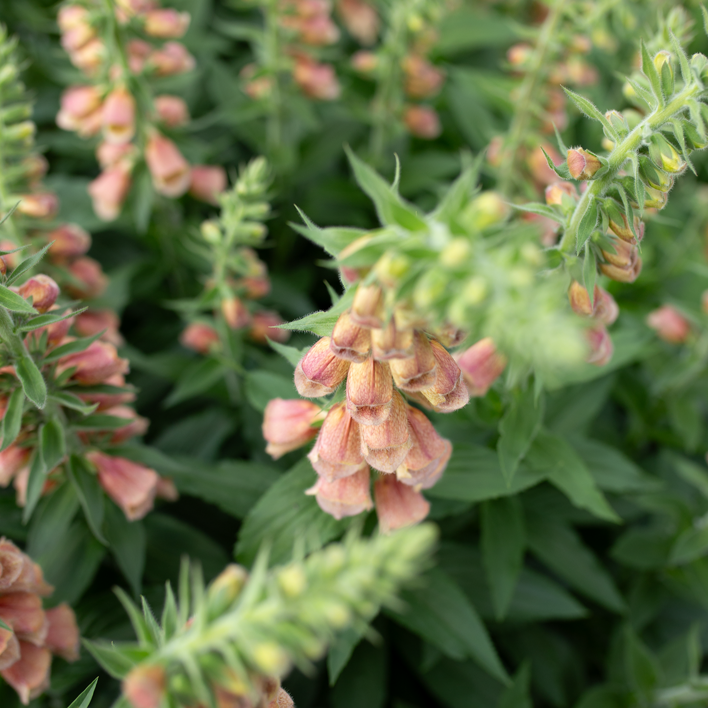 Foxglove 'Polkadot Polly'