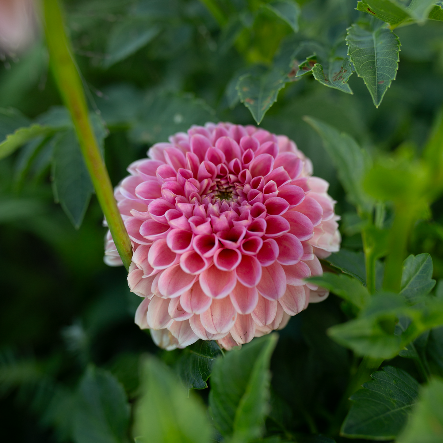 Dahlia 'R Joan'