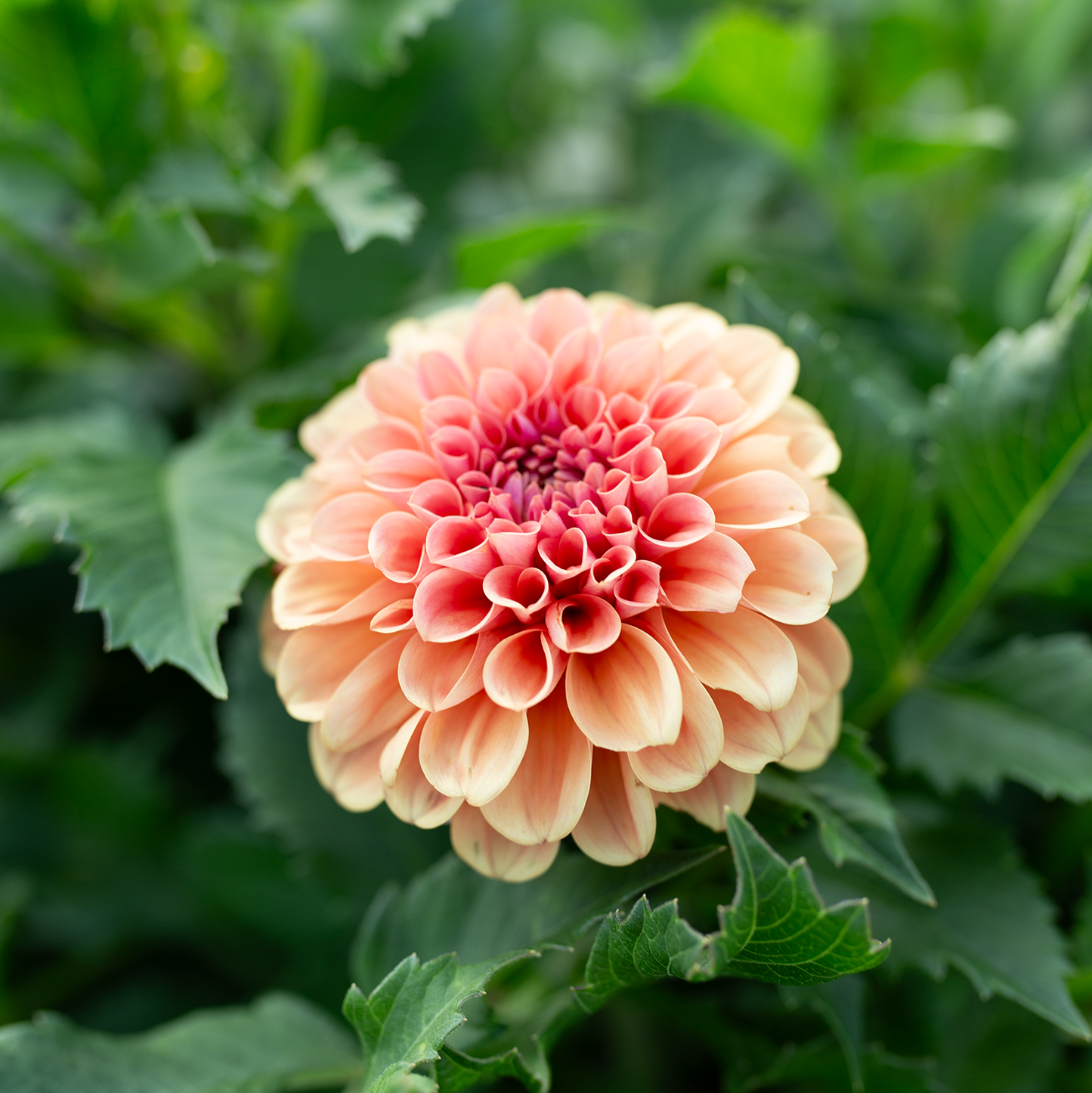 Dahlia 'RM Tarnished'