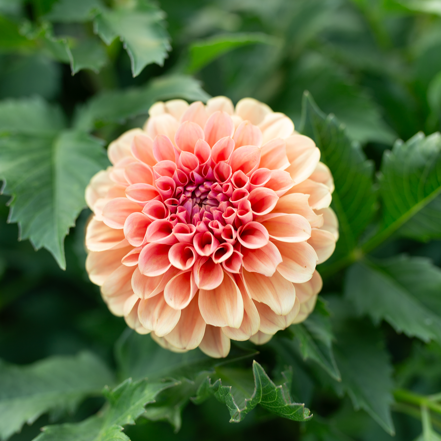 Dahlia 'RM Tarnished'