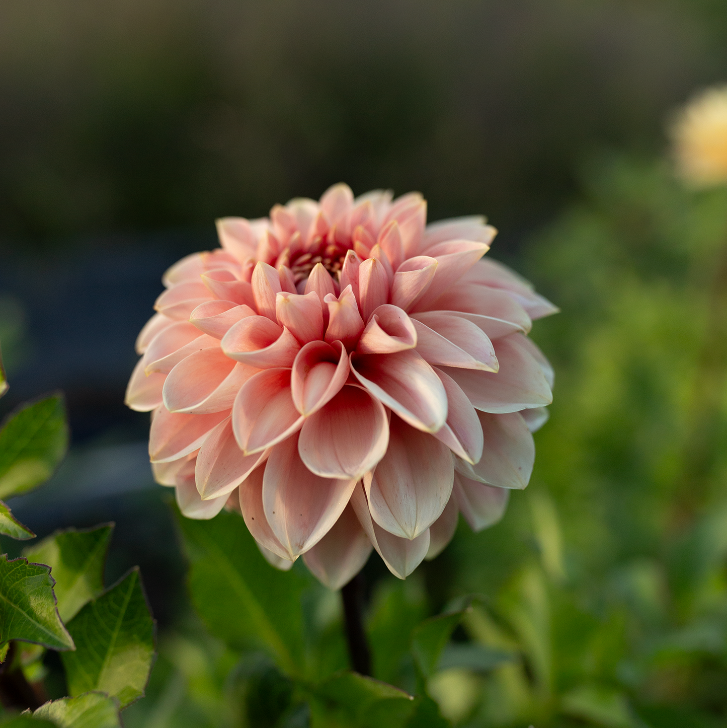 Dahlia 'Romance'