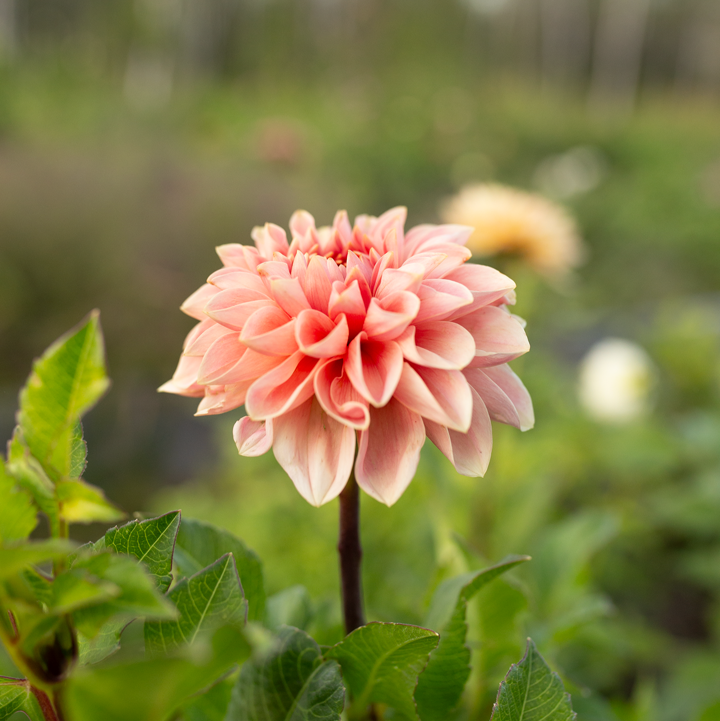 Dahlia 'Romance'