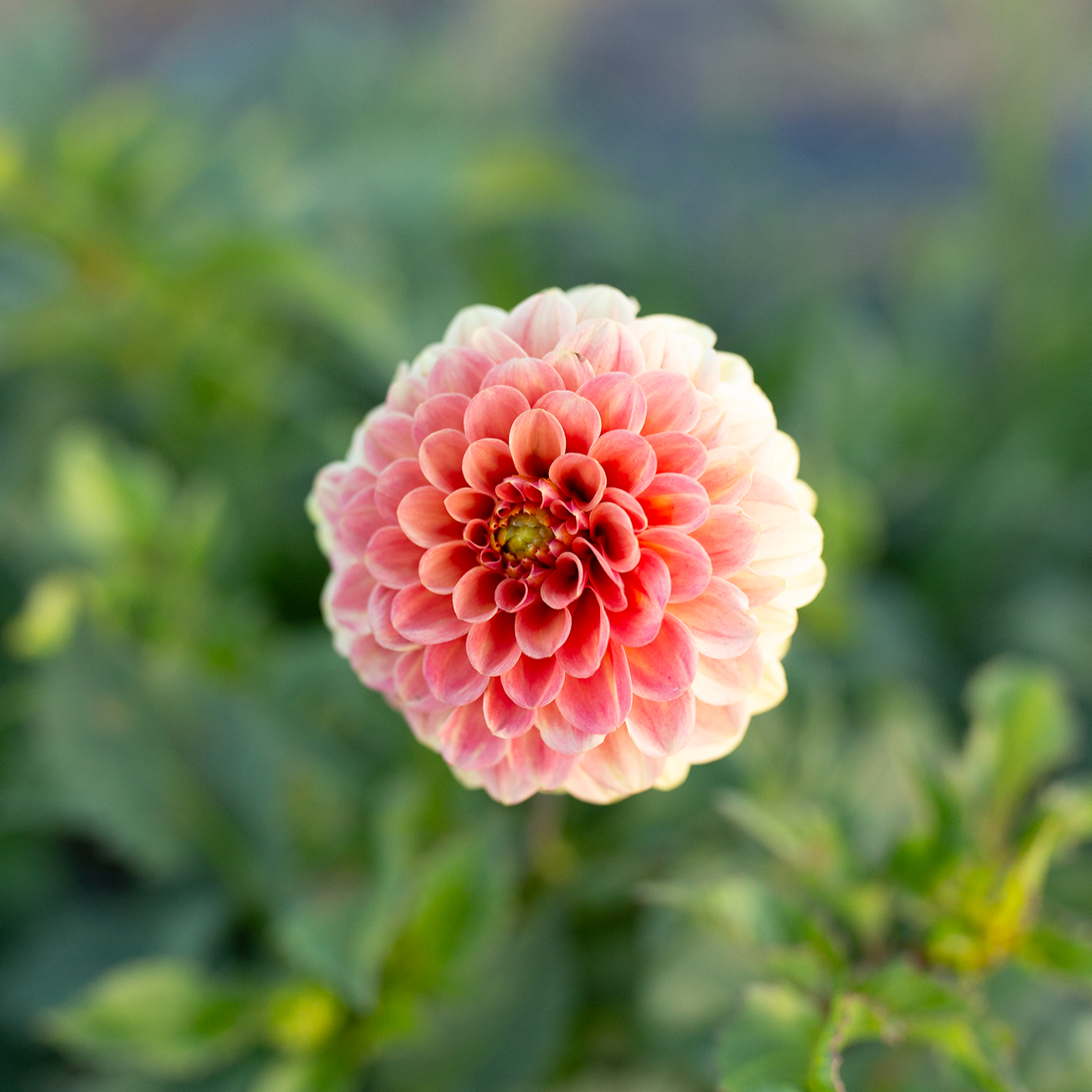 Dahlia 'Rose Toscano'