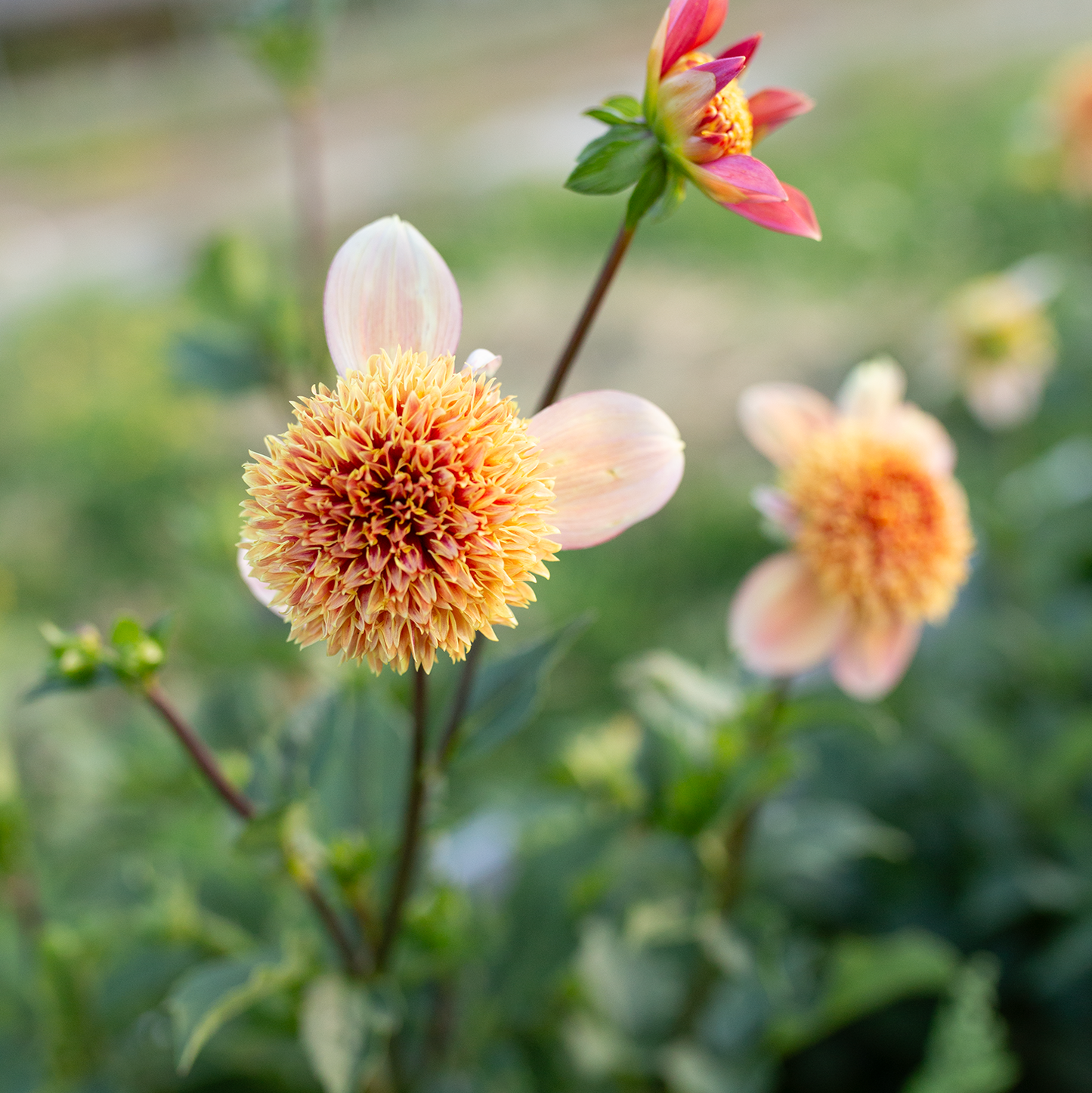 Dahlia 'Sandia Brocade'