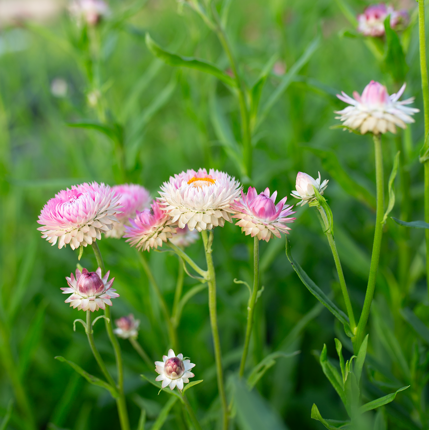 Strawflower 'Field Blend'