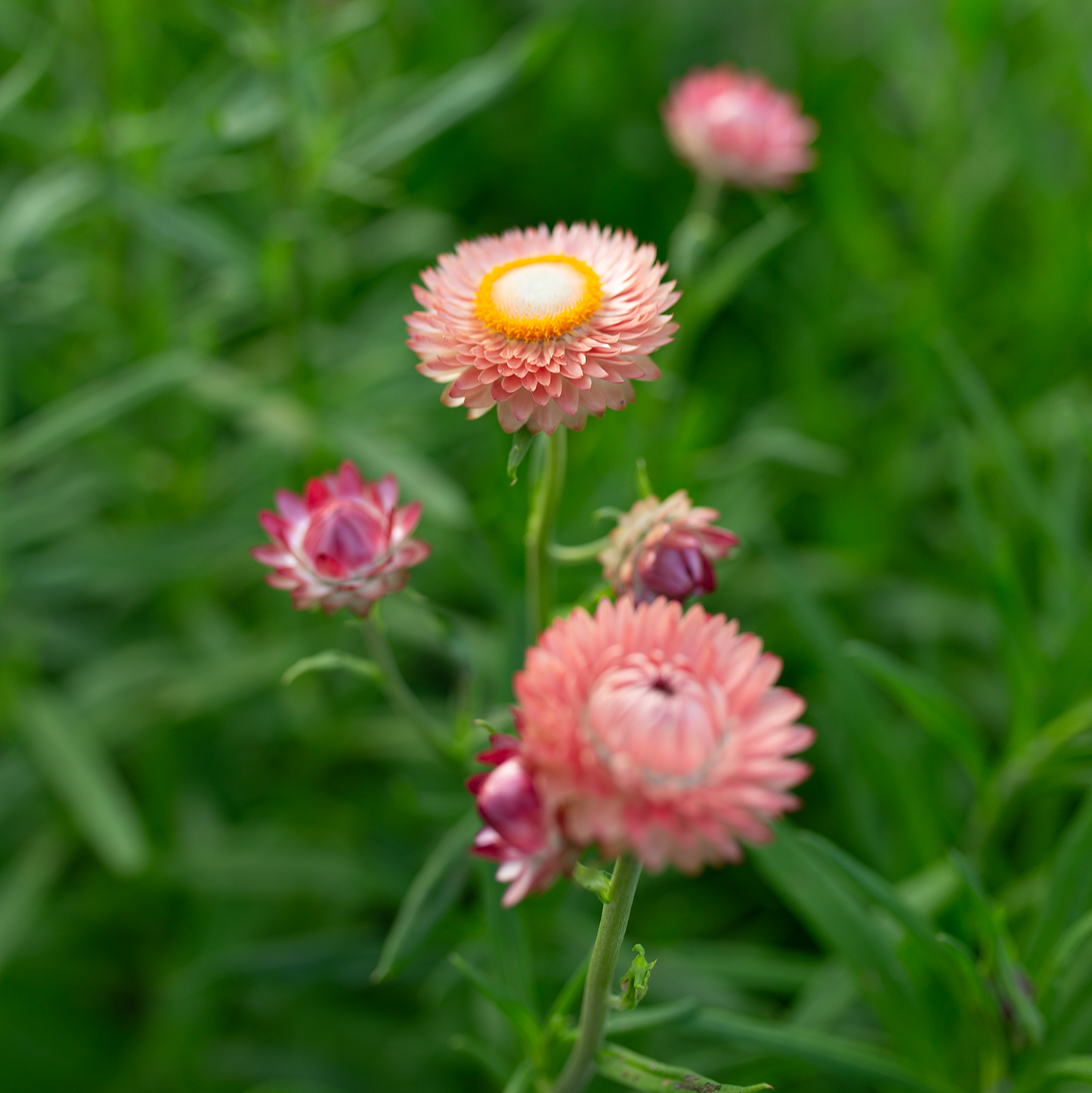 Strawflower 'Field Blend'