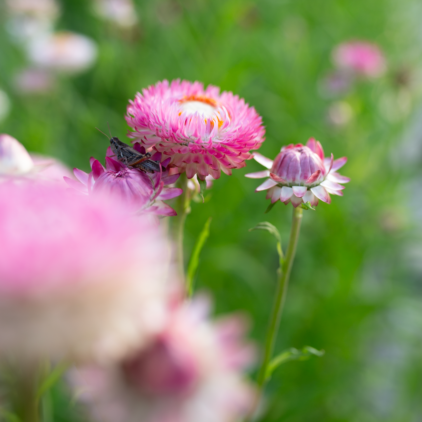 Strawflower 'Field Blend'