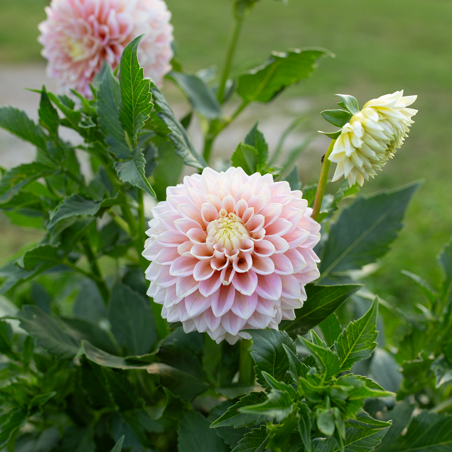 Dahlia 'Sugartown Sunrise'