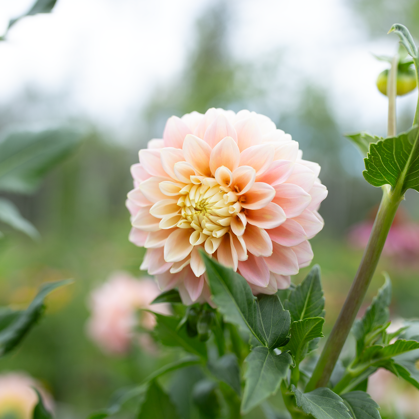 Dahlia 'Sugartown Sunrise'