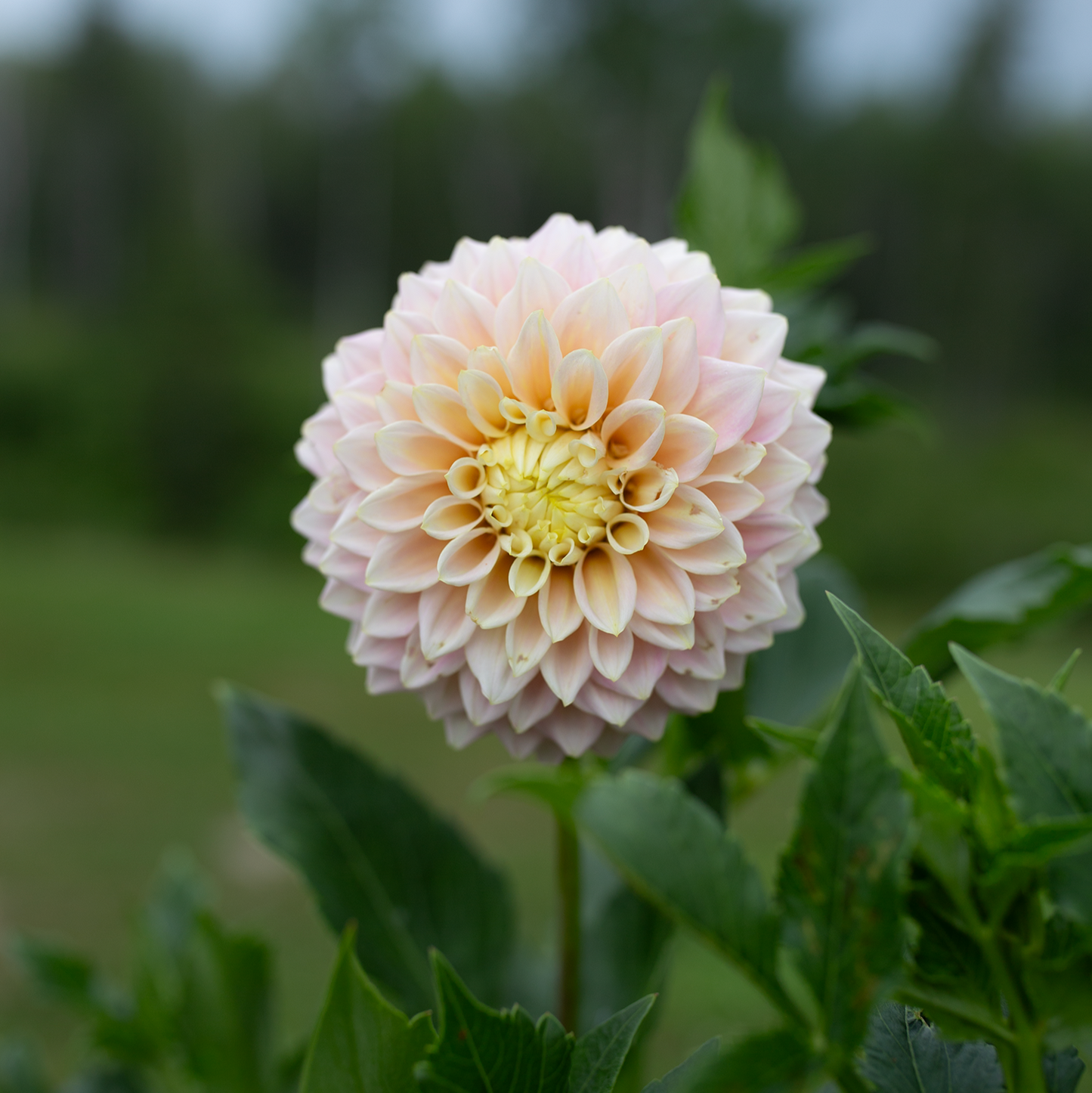 Dahlia 'Sugartown Sunrise'