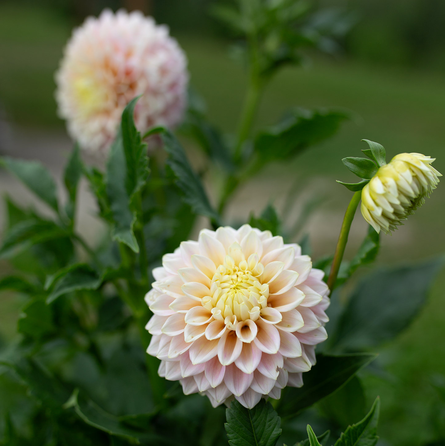 Dahlia 'Sugartown Sunrise'