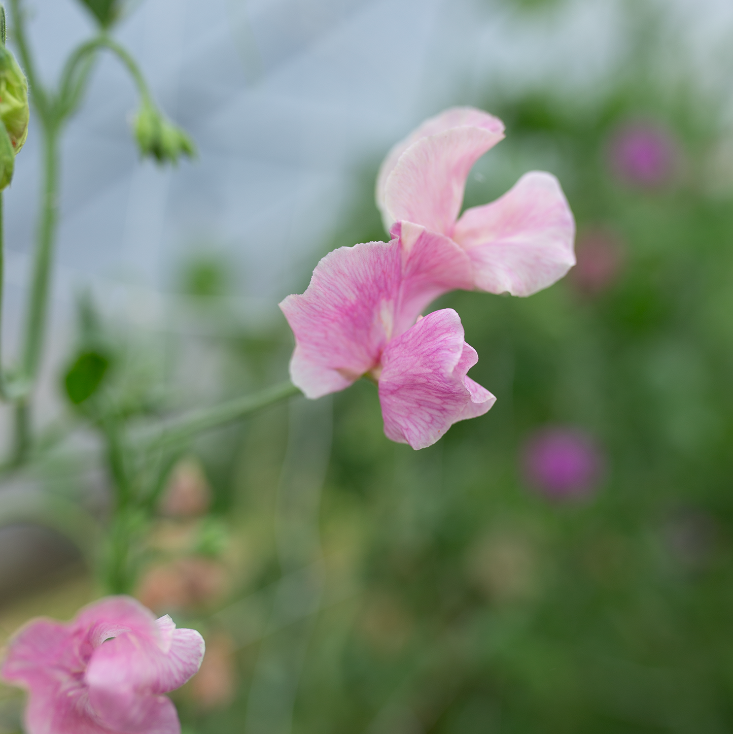Sweet Pea 'Rosé'