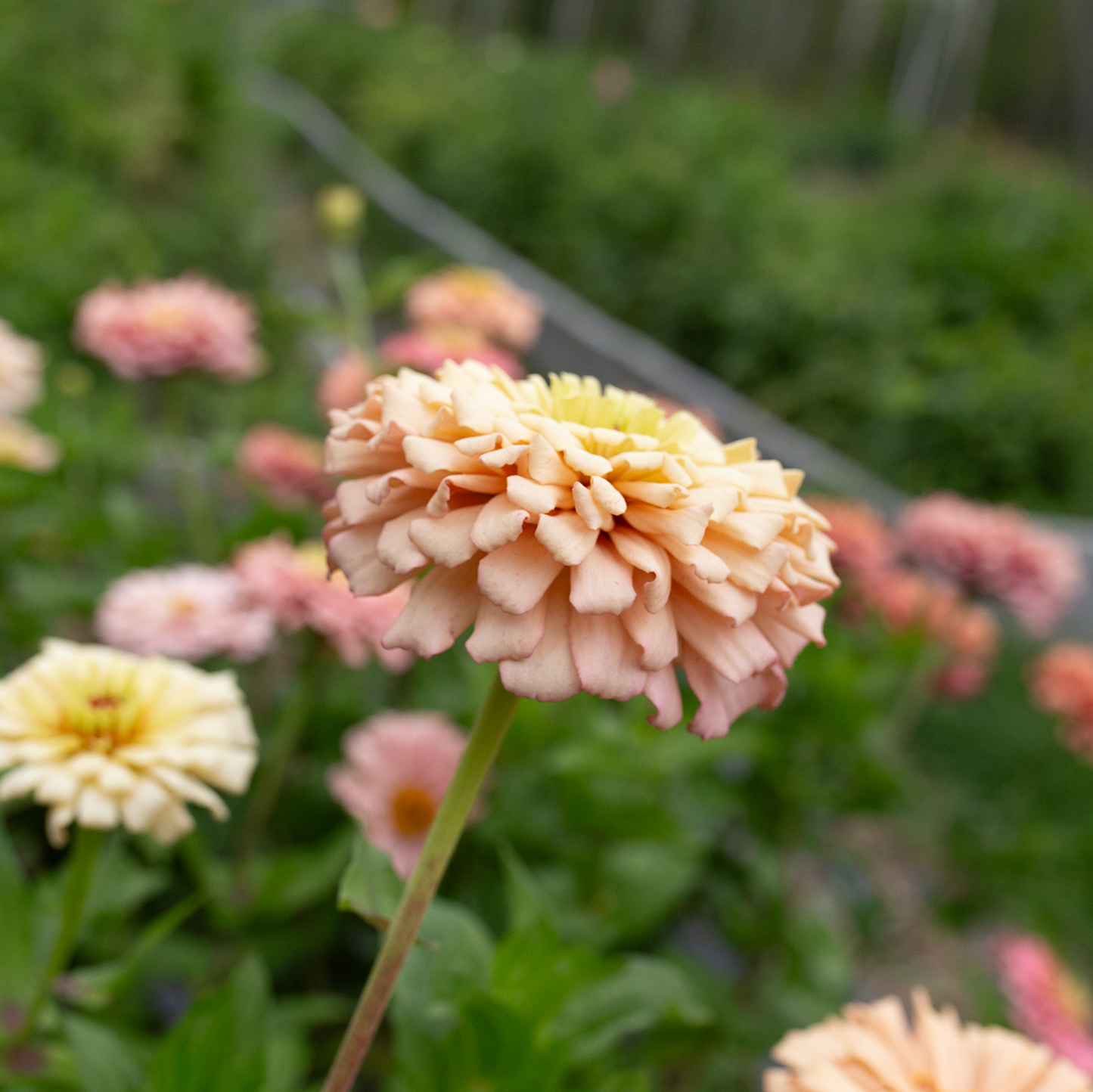 Zinnia 'Summer's End'