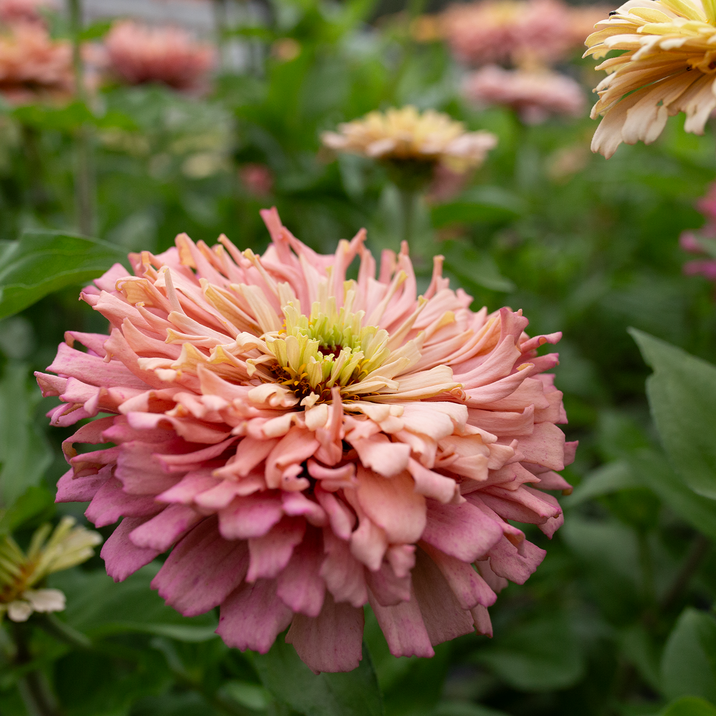 Zinnia 'Summer's End'