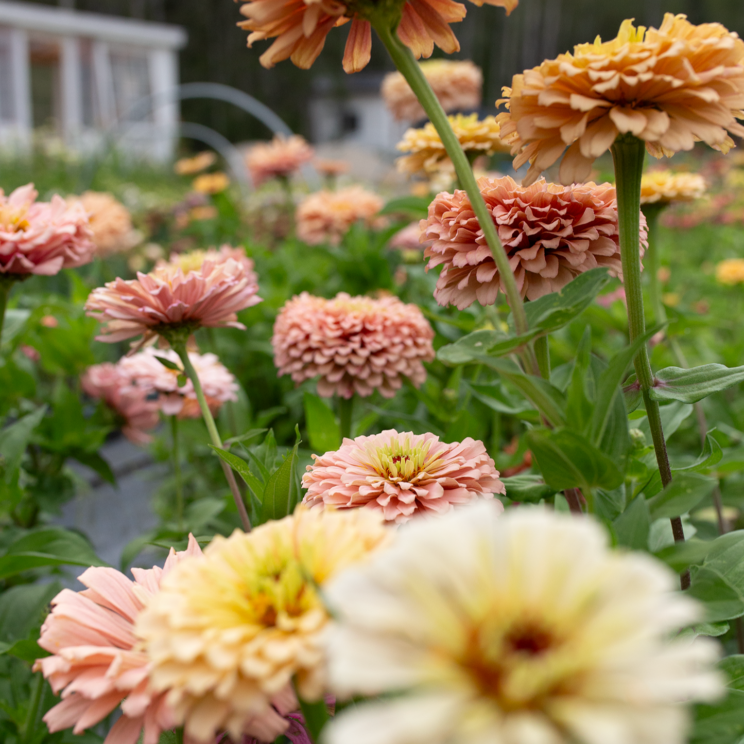 Zinnia 'Summer's End'