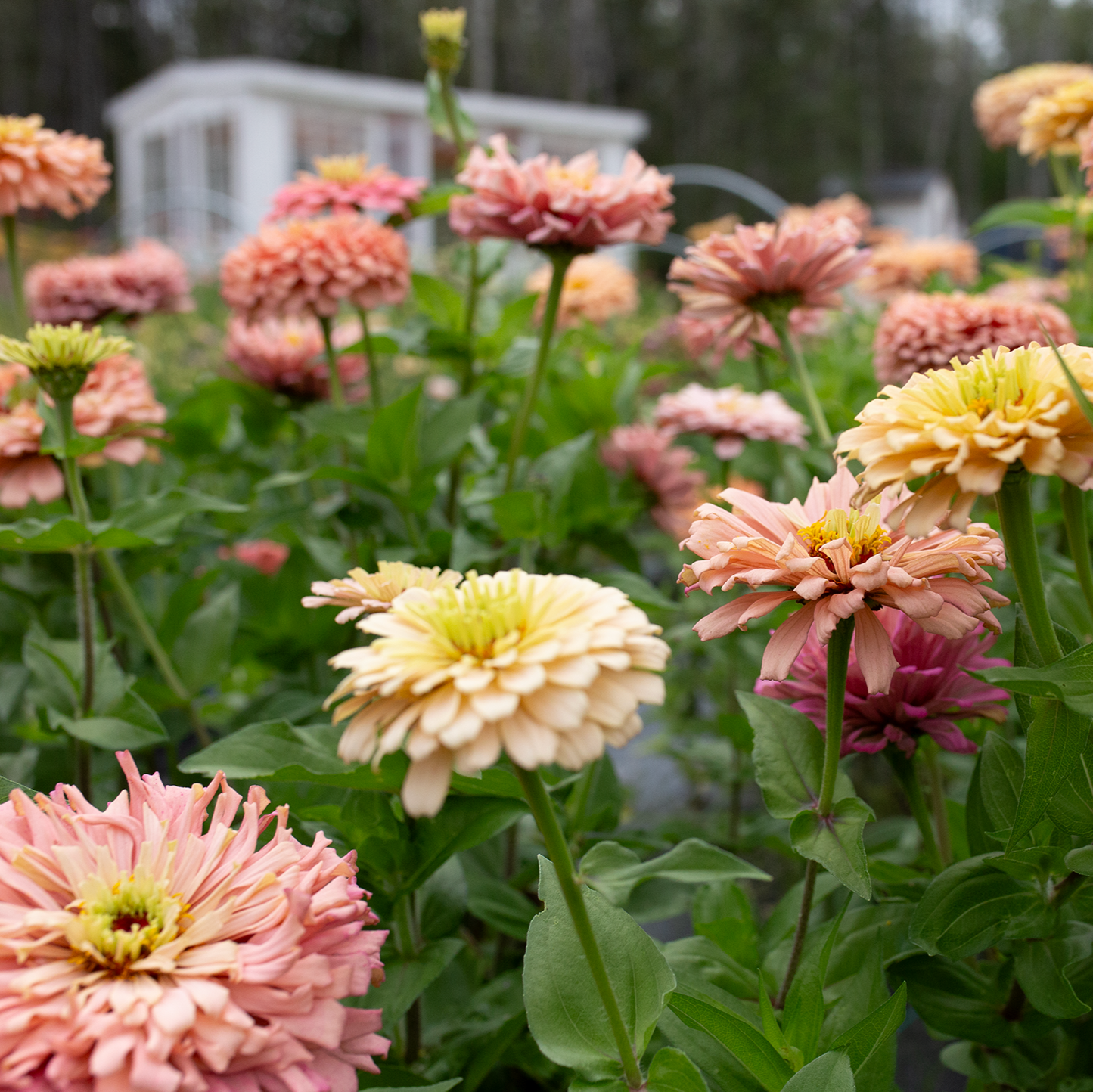 Zinnia 'Summer's End'