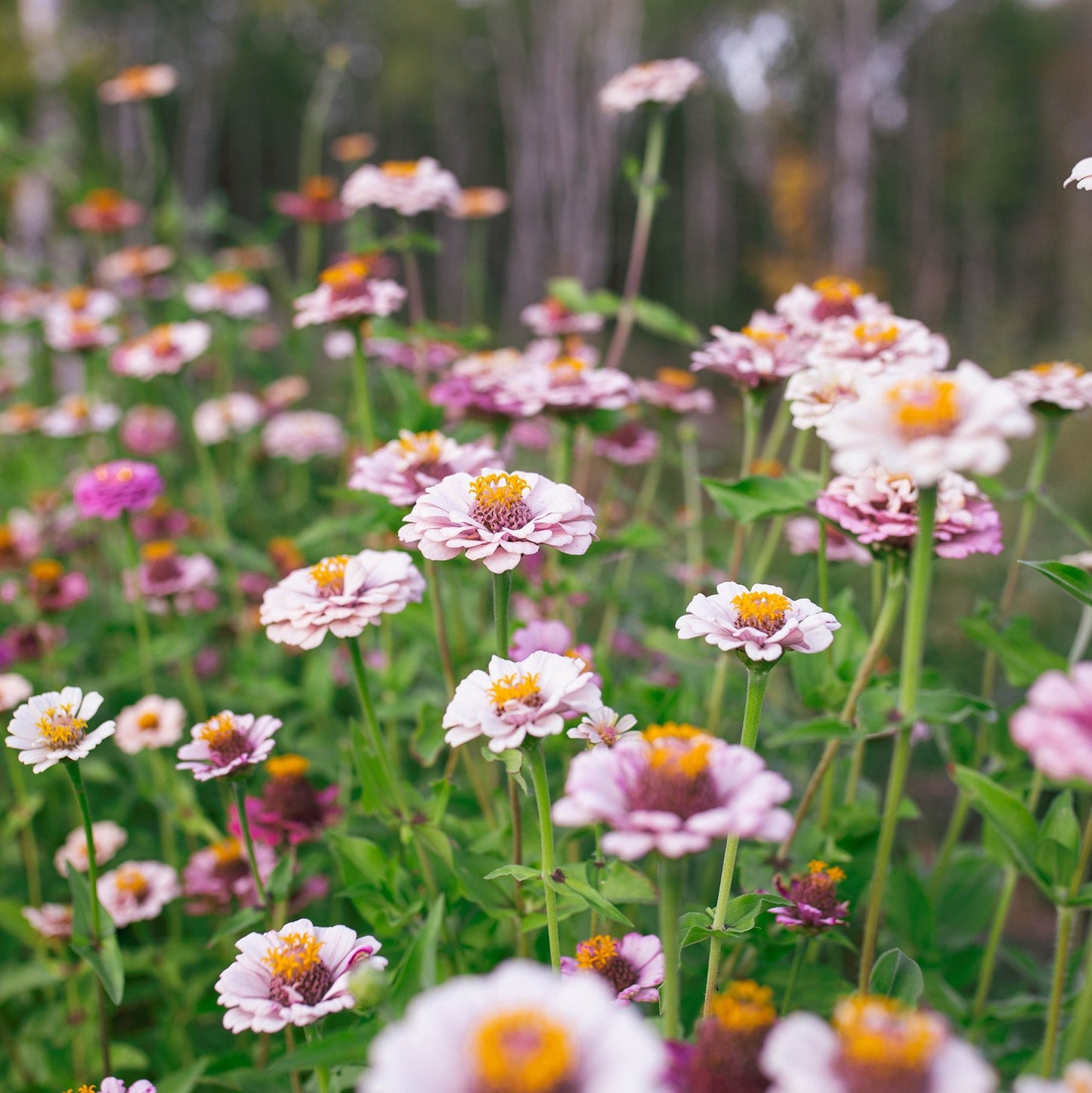 Zinnia 'Ballet Blush' by Fleurelle