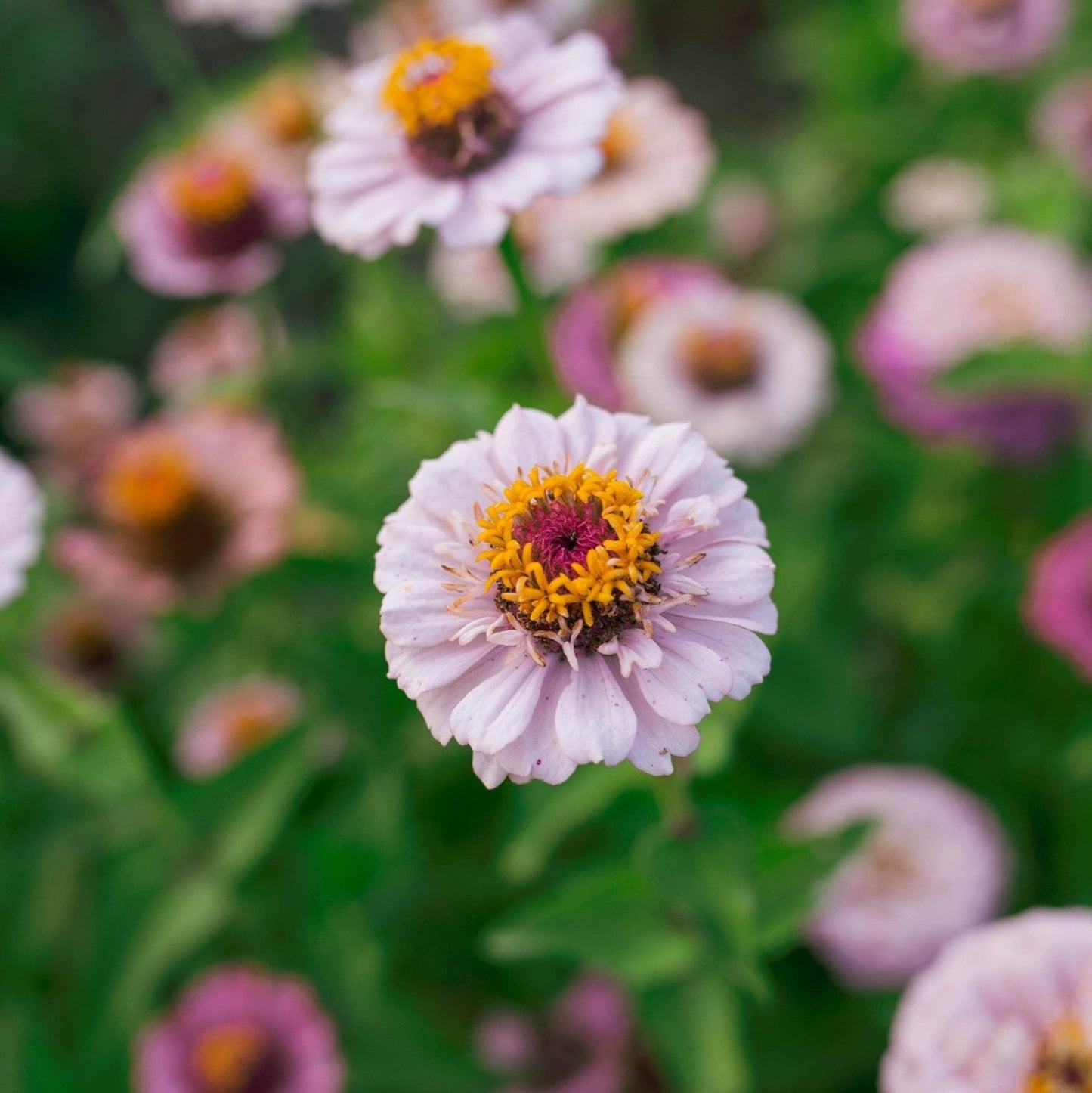Zinnia 'Ballet Blush' by Fleurelle