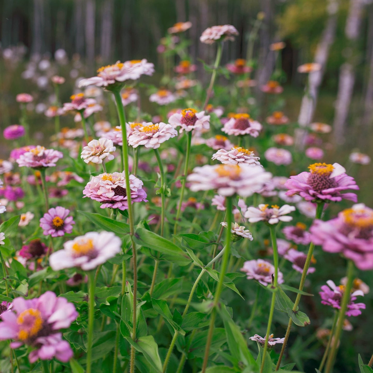 Zinnia 'Ballet Blush' by Fleurelle
