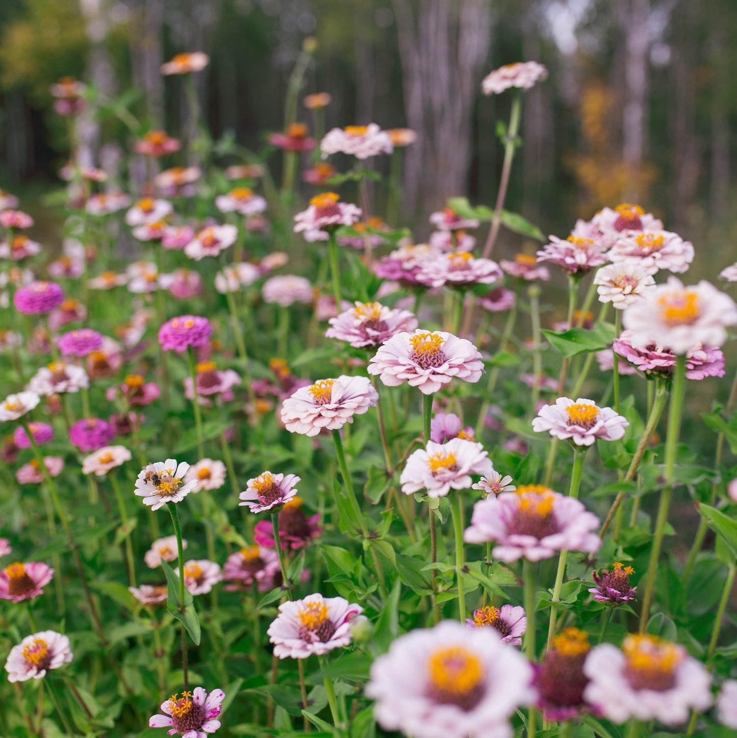 Zinnia 'Ballet Blush' by Fleurelle