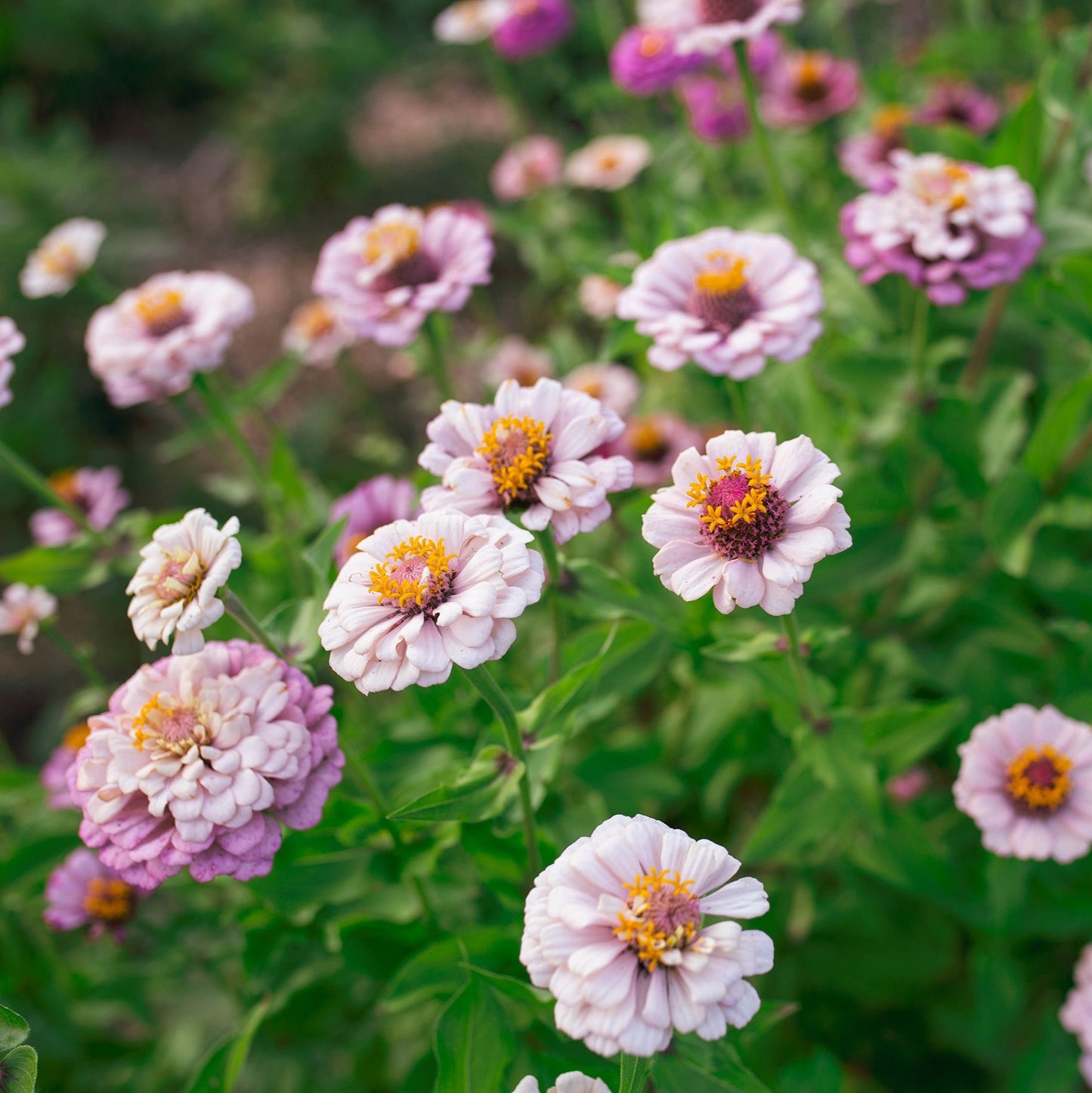Zinnia 'Ballet Blush' by Fleurelle