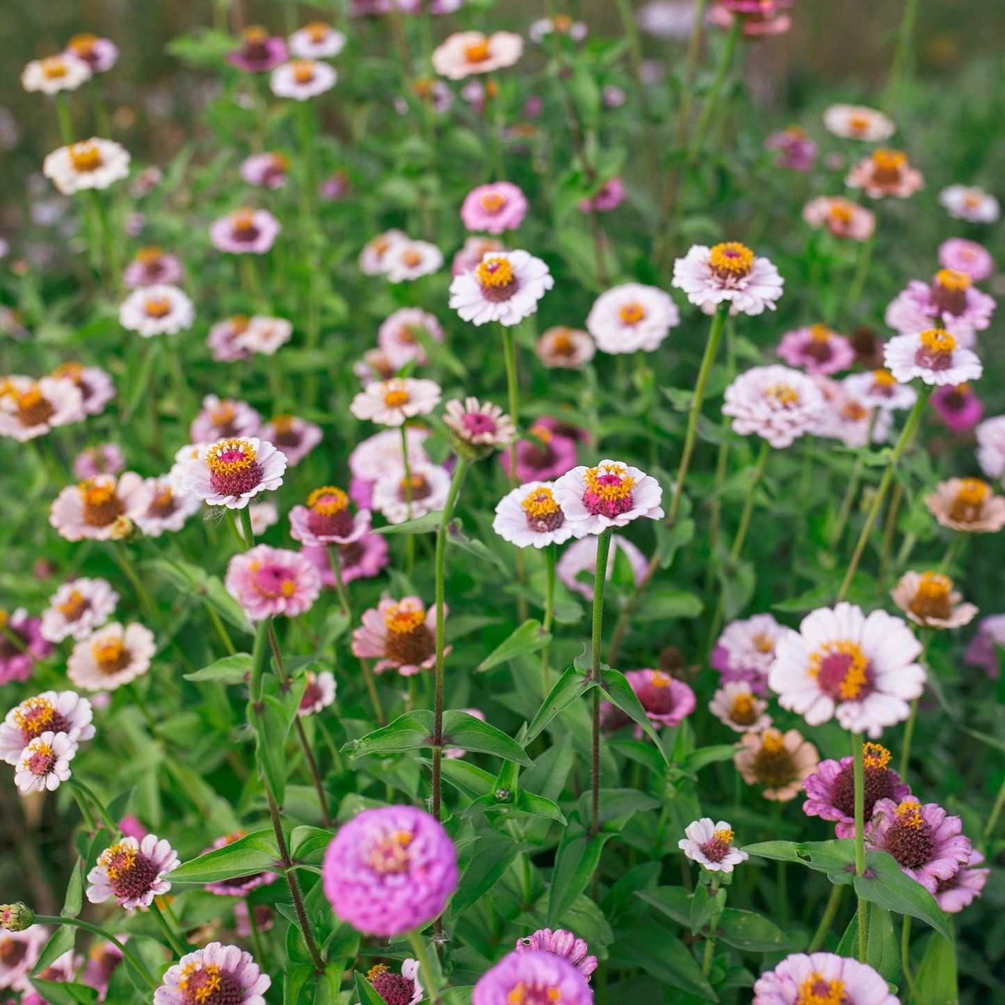 Zinnia 'Ballet Blush' by Fleurelle