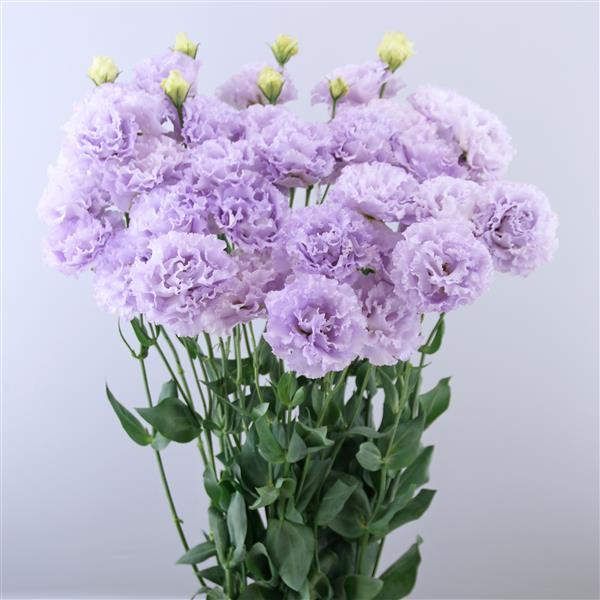 Lisianthus Lavender