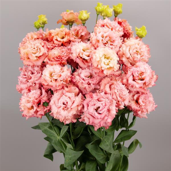 Lisianthus Salmon Pink
